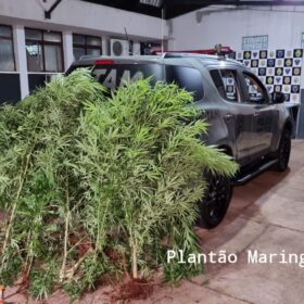 Fotos de Homem é preso com vários pés de maconha em casa em Maringá