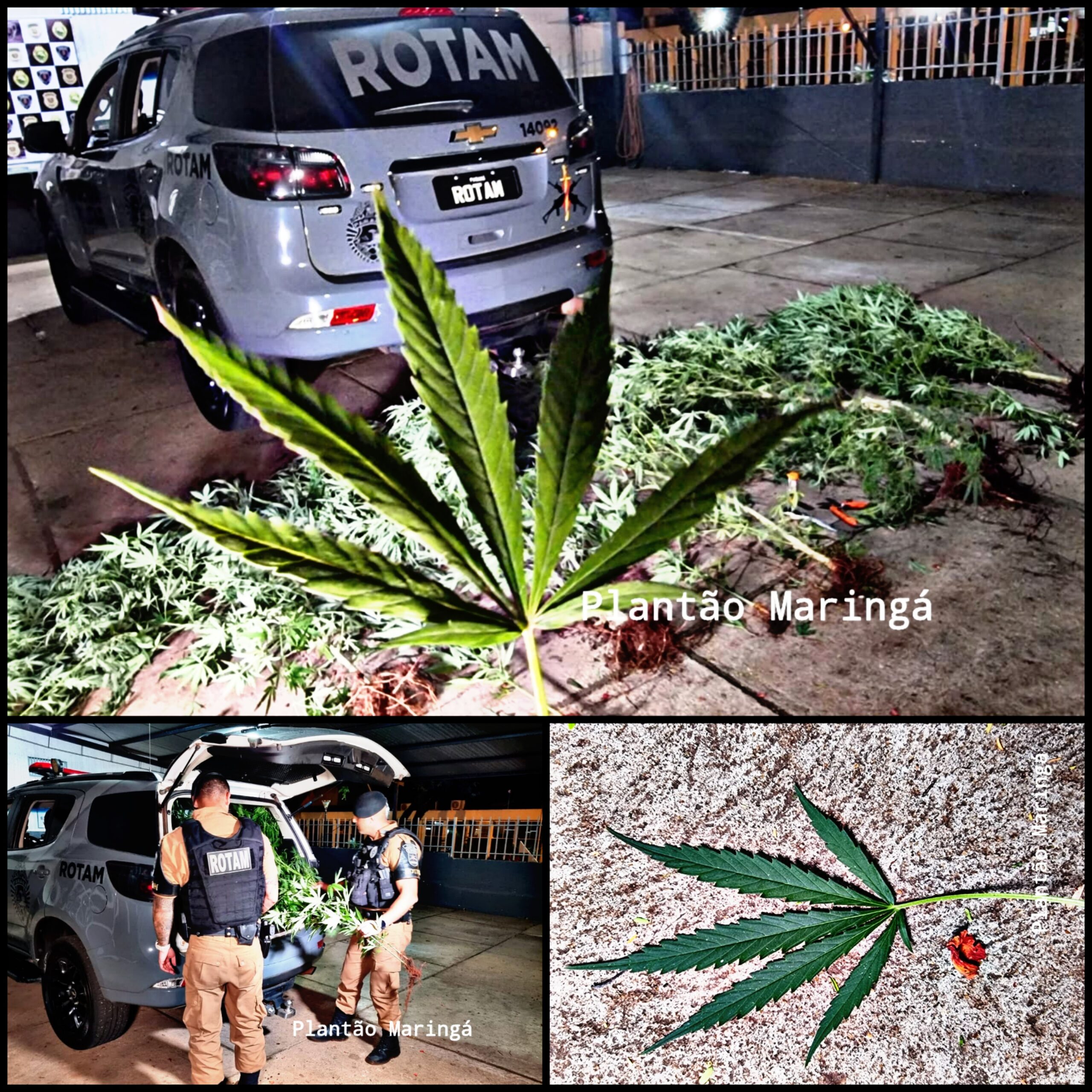 Fotos de Homem é preso com vários pés de maconha em casa em Maringá
