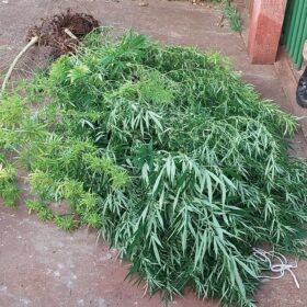 Fotos de Polícia descobre estufa com plantação de maconha em Sarandi
