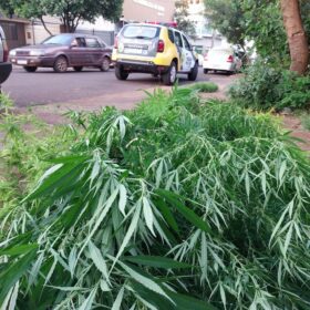 Fotos de Polícia descobre estufa com plantação de maconha em Sarandi
