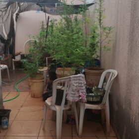 Fotos de Polícia descobre estufa com plantação de maconha em Sarandi