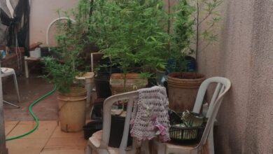 Fotos de Polícia descobre estufa com plantação de maconha em Sarandi