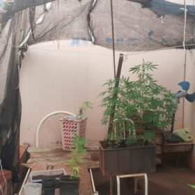 Fotos de Polícia descobre estufa com plantação de maconha em Sarandi