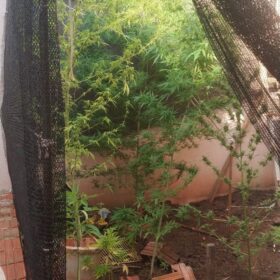 Fotos de Polícia descobre estufa com plantação de maconha em Sarandi