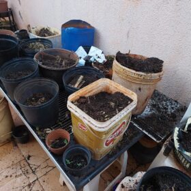 Fotos de Polícia descobre estufa com plantação de maconha em Sarandi