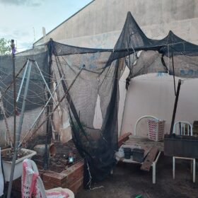 Polícia descobre estufa com plantação de maconha em Sarandi Foto 1 Fotos de Polícia descobre estufa com plantação de maconha em Sarandi