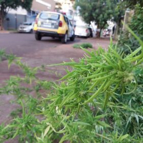Fotos de Polícia descobre estufa com plantação de maconha em Sarandi