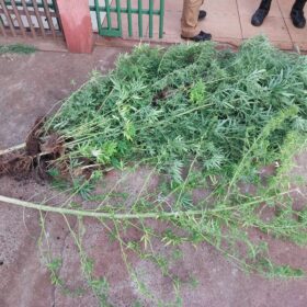 Fotos de Polícia descobre estufa com plantação de maconha em Sarandi