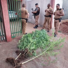 Fotos de Polícia descobre estufa com plantação de maconha em Sarandi