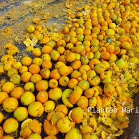 Fotos de Carreta carregada com laranja tomba no Contorno Norte em Maringá e carga é saqueada