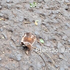 Fotos de Carro com três pessoas é crivado de bala durante atentado a tiros em Sarandi
