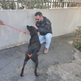 Fotos de Polícia Civil de Sarandi resgata cão em situação de maus-tratos