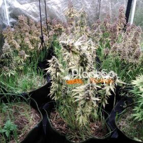 Fotos de Traficante que produzia a própria droga é preso pela Rocam de Maringá