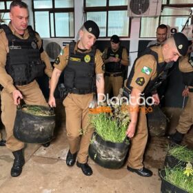 Fotos de Traficante que produzia a própria droga é preso pela Rocam de Maringá