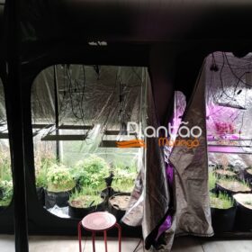 Fotos de Traficante que produzia a própria droga é preso pela Rocam de Maringá