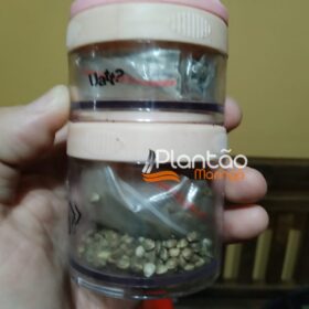 Fotos de Traficante que produzia a própria droga é preso pela Rocam de Maringá