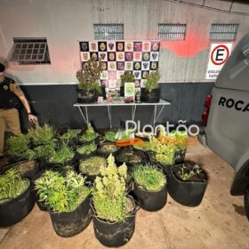 Fotos de Traficante que produzia a própria droga é preso pela Rocam de Maringá