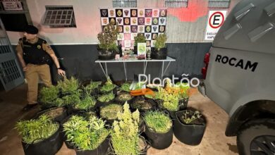 Fotos de Traficante que produzia a própria droga é preso pela Rocam de Maringá