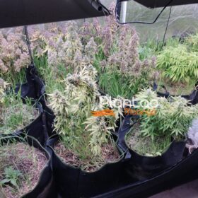 Fotos de Traficante que produzia a própria droga é preso pela Rocam de Maringá