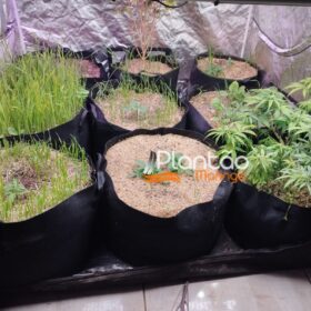 Fotos de Traficante que produzia a própria droga é preso pela Rocam de Maringá