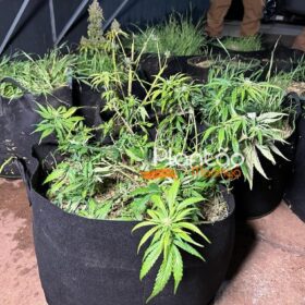 Fotos de Traficante que produzia a própria droga é preso pela Rocam de Maringá
