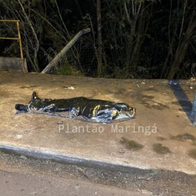 Fotos de Homem tenta salvar mulher e acaba morrendo após cair de dez metros de altura em Maringá 
