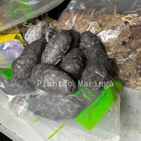 Fotos de Rocam localiza distribuidora de drogas e apreende mais de meio milhão de reais em entorpecentes em Sarandi