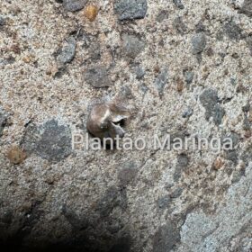 Homem é preso após atirar contra a ex-esposa e a filha de 7 anos, em Maringá Foto 2 Fotos de Homem é preso após atirar contra a ex-esposa e a filha de 7 anos, em Maringá