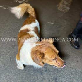 Fotos de Câmera de segurança registra idoso que matou mulher em 2021 sendo baleado em Sarandi 