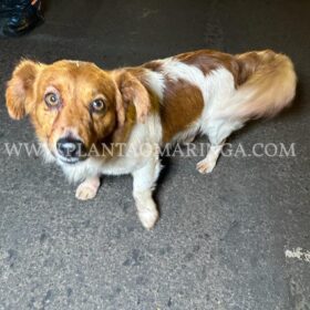 Câmera de segurança registra idoso que matou mulher em 2021 sendo baleado em Sarandi Foto 1 Fotos de Câmera de segurança registra idoso que matou mulher em 2021 sendo baleado em Sarandi