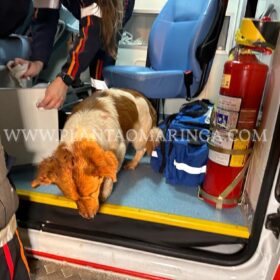 Fotos de Câmera de segurança registra idoso que matou mulher em 2021 sendo baleado em Sarandi 