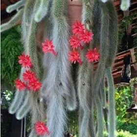 Fotos de Homem é filmado escalando sobrado e engatinhando para furtar cacto rabo-de-macaco em Sarandi; vídeo