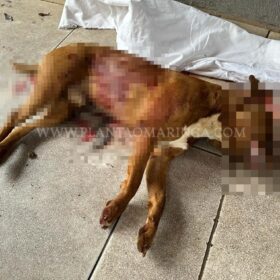 Fotos de Cachorro da raça pitbull é morto a facadas em Maringá