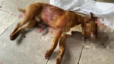 Fotos de Cachorro da raça pitbull é morto a facadas em Maringá