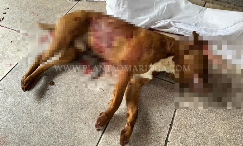 Fotos de Cachorro da raça pitbull é morto a facadas em Maringá