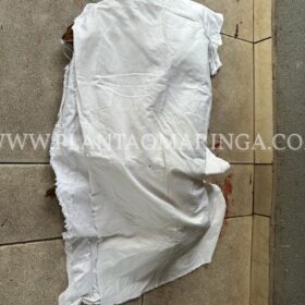 Fotos de Cachorro da raça pitbull é morto a facadas em Maringá