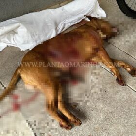 Fotos de Cachorro da raça pitbull é morto a facadas em Maringá