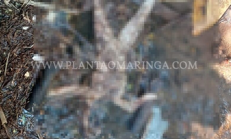 Fotos de Corpo de mulher é encontrado sem roupa e sem cabeça em um córrego em Maringá