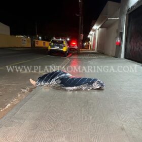 Fotos de Homem é encontrado morto e sem roupas na Zona 4, em Maringá
