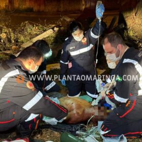Fotos de Homem esfaqueado e agredido com tronco de árvore em Maringá morre no hospital  