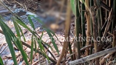 Fotos de Mulher é encontrada sem cabeça e nua dentro de córrego em Maringá