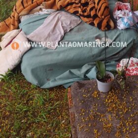 Fotos de Homem sofre duas tentativas de homicídio em um único dia em Maringá