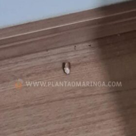 Fotos de Tiro atinge janela de apartamento no 3º andar em Sarandi 