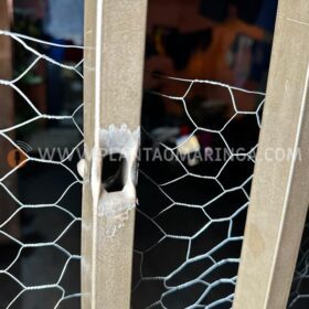 Fotos de Jovens sofrem atentado a tiros no Jardim Universal em Sarandi