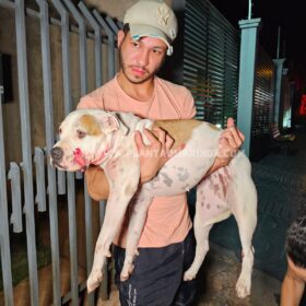 Fotos de Homem e cachorro são baleados em ataque a tiros na noite de domingo, em Maringá