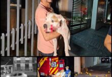 Fotos de Homem e cachorro são baleados em ataque a tiros na noite de domingo, em Maringá