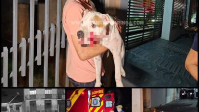 Fotos de Homem e cachorro são baleados em ataque a tiros na noite de domingo, em Maringá