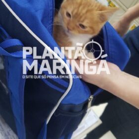 Fotos de Menina de 2 anos leva gata de estimação escondida na mochila para escola em Maringá