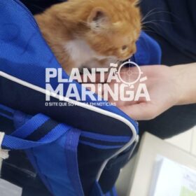 Fotos de Menina de 2 anos leva gata de estimação escondida na mochila para escola em Maringá