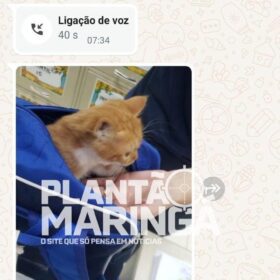 Menina de 2 anos leva gata de estimação escondida na mochila para escola em Maringá Foto 1 Fotos de Menina de 2 anos leva gata de estimação escondida na mochila para escola em Maringá